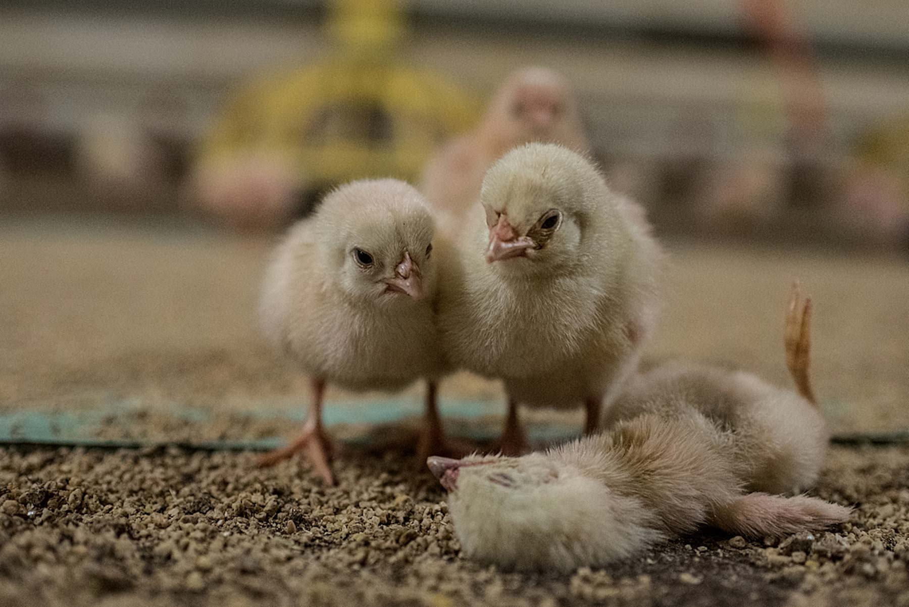 Chickens are factory farmed