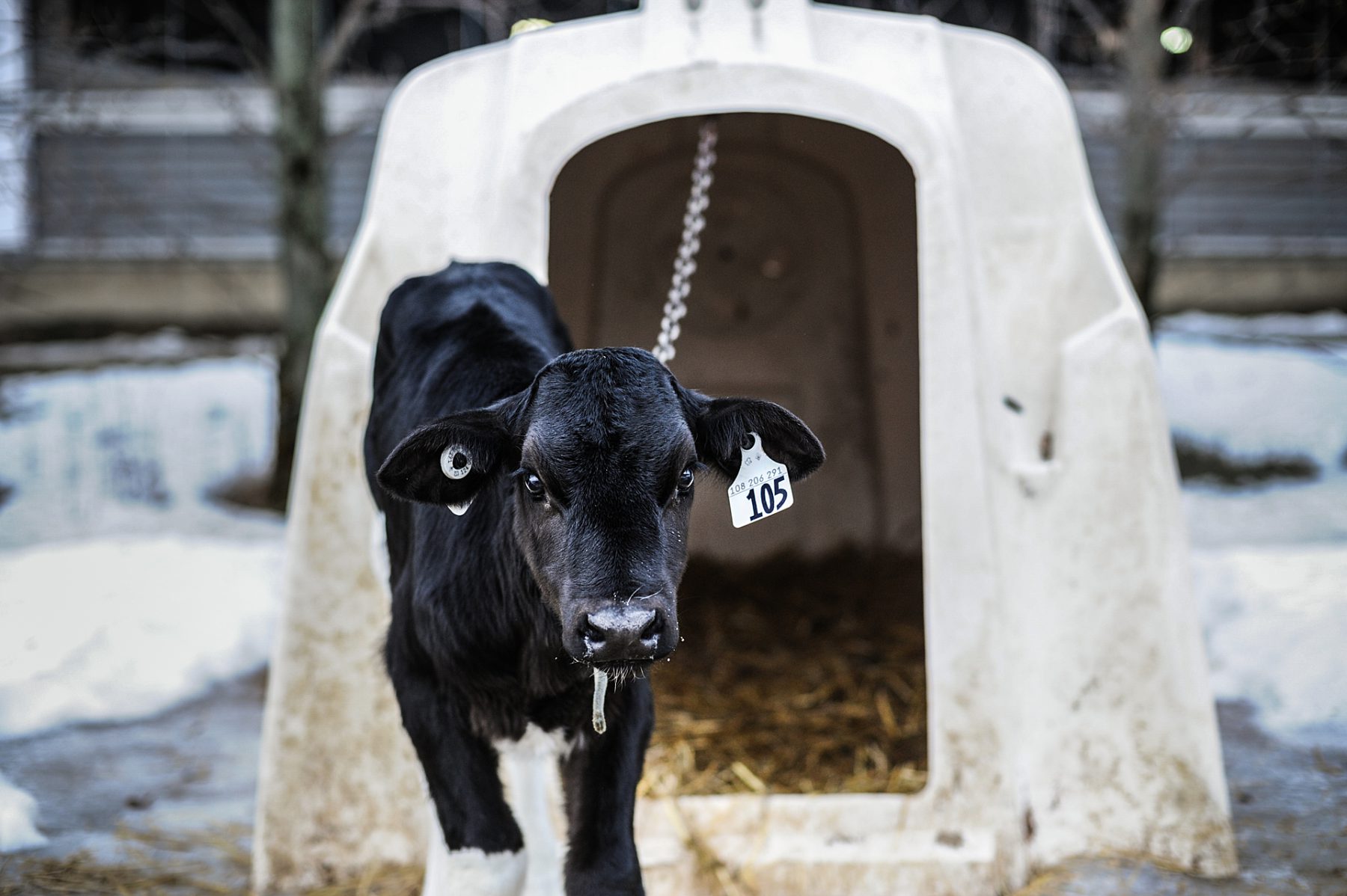 veal-cow-chained