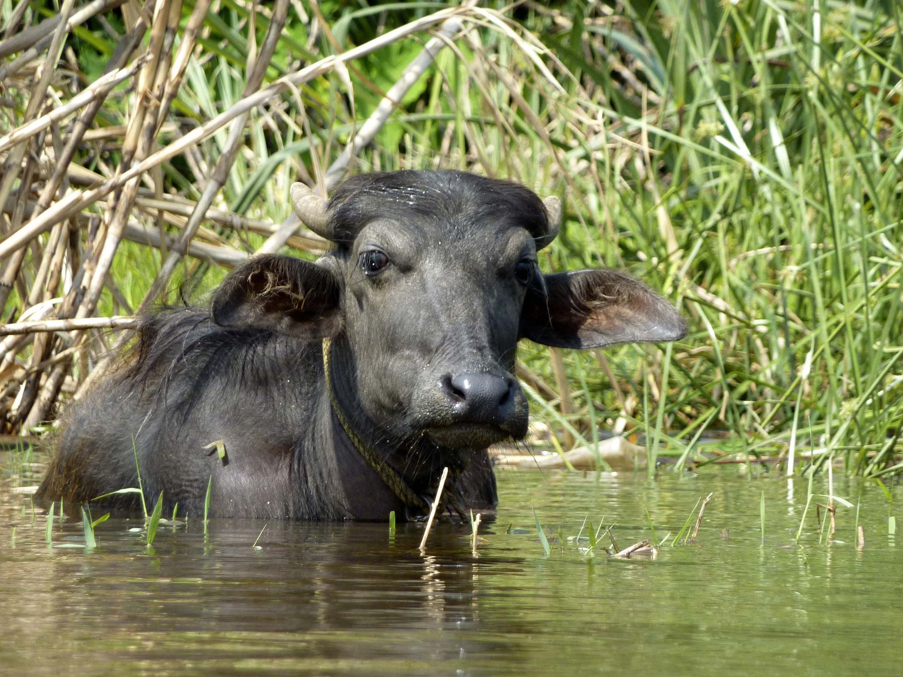 buffalo india