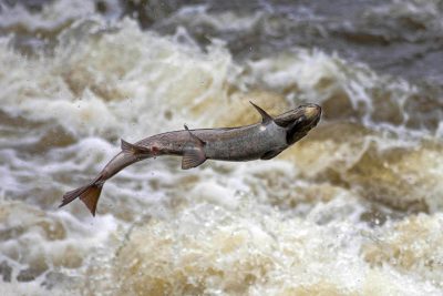Farm Raised Vs Wild Salmon