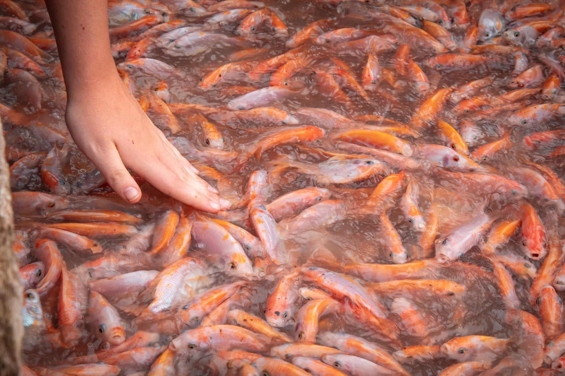 Fish farming / aquaculture