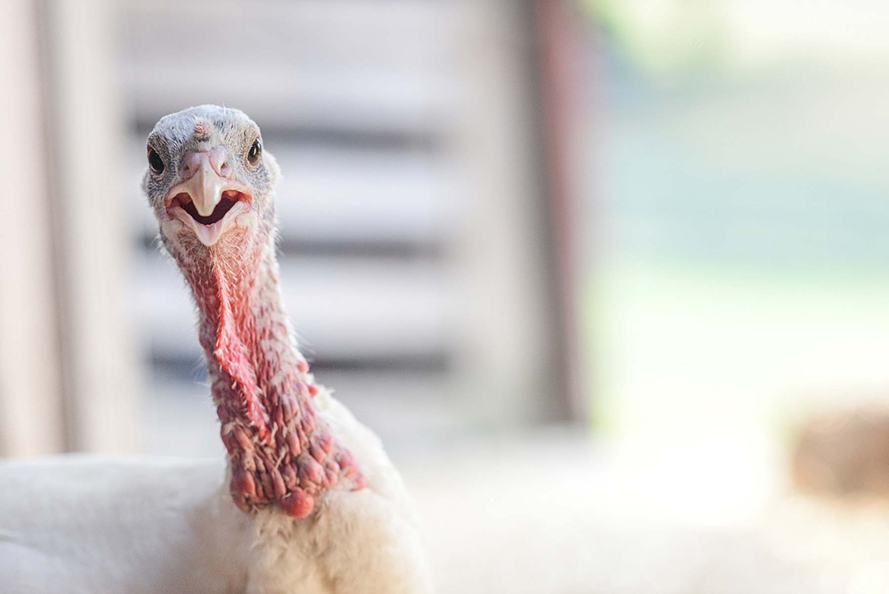 Rescued turkey resident at Farm Sanctuary