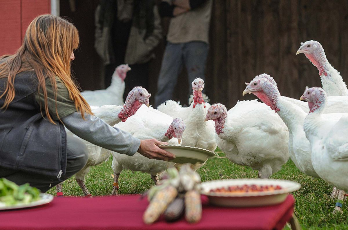 10 Reasons Why You Should Not Eat Turkey For Thanksgiving