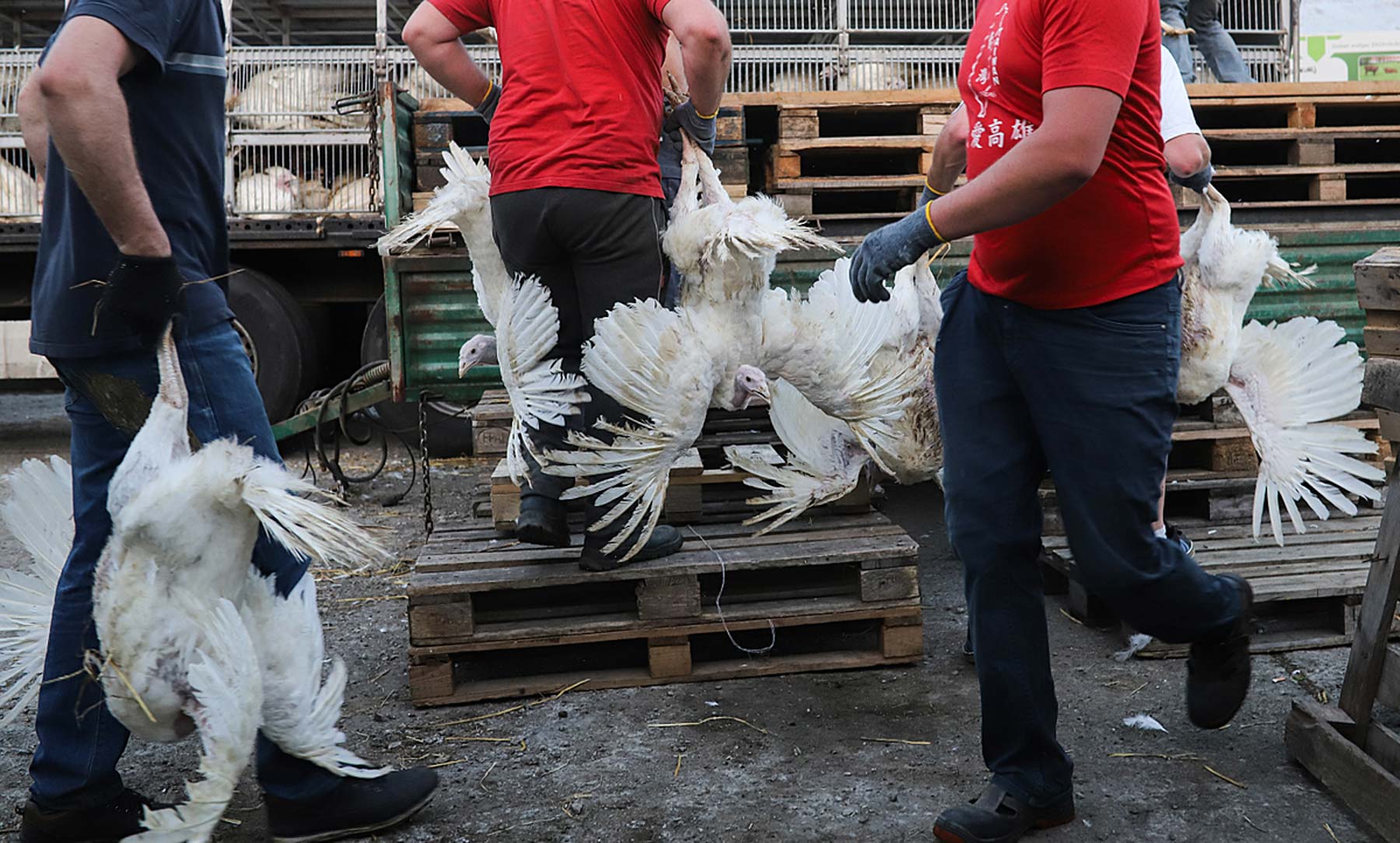 urkeys are caught by hand and thrown into cages on a truck heading to the slaughterhouse.