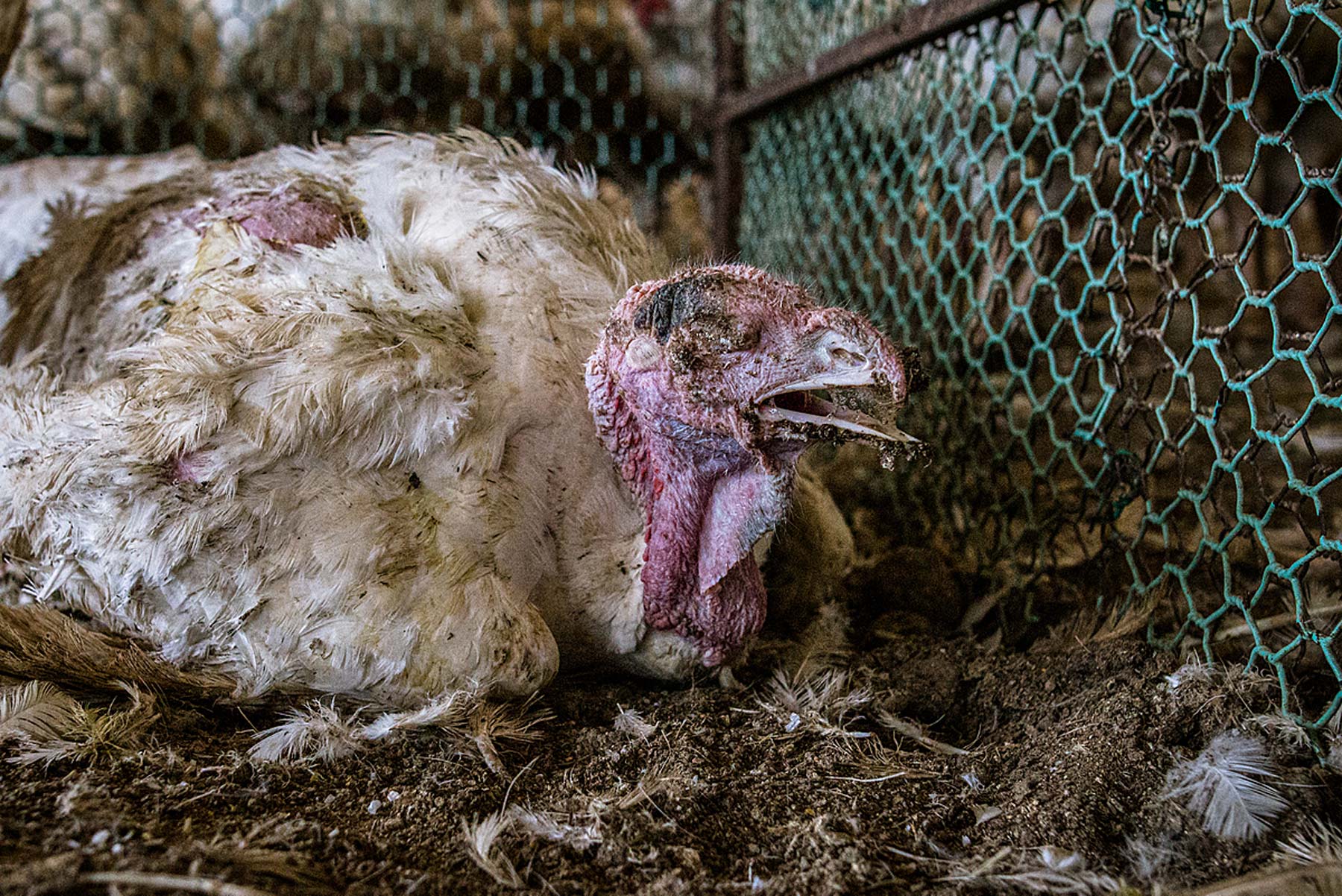 An ailing turkey suffers from an infection at a factory farm
