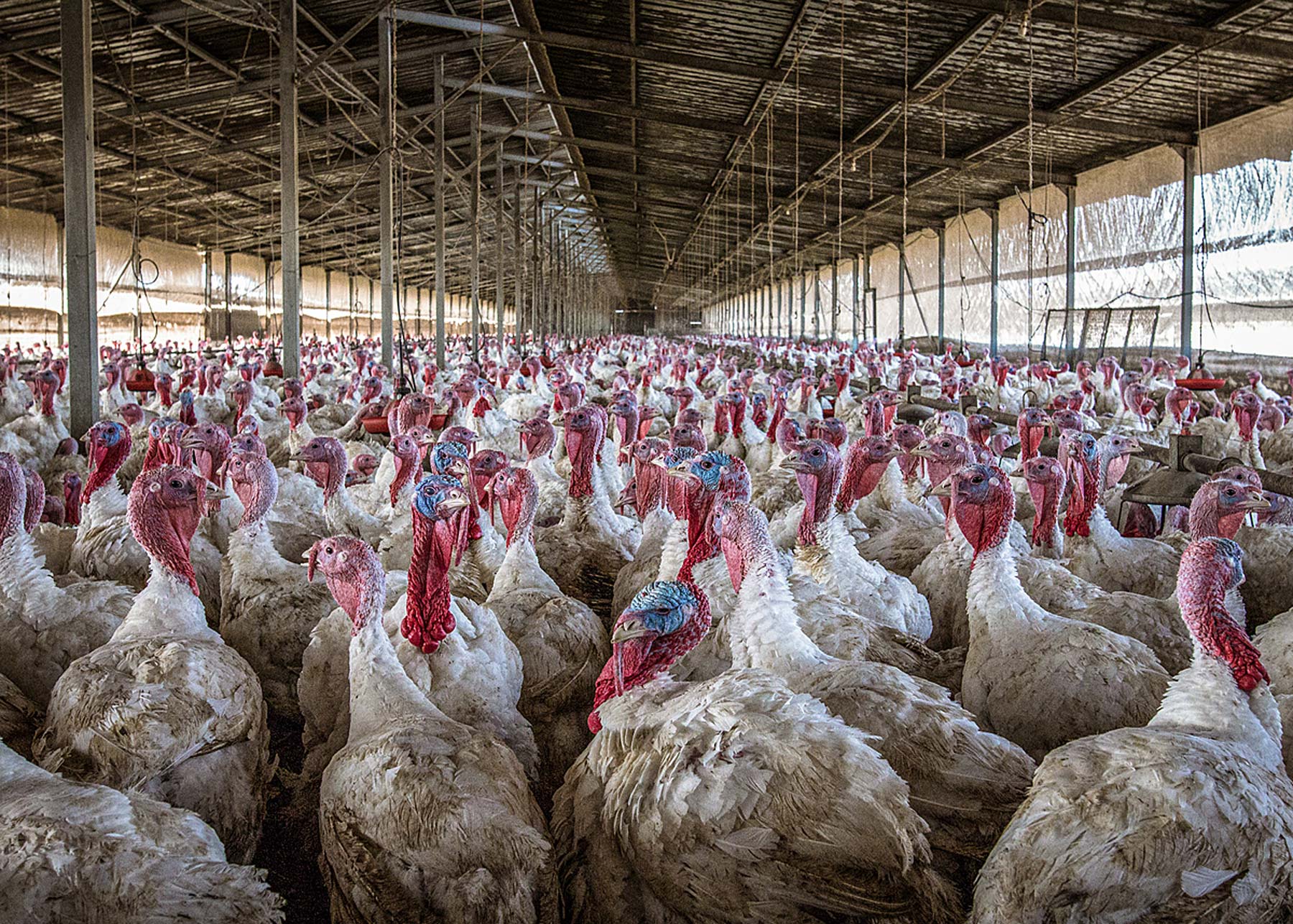 Thousands of turkeys crammed into a factory farm in Israel