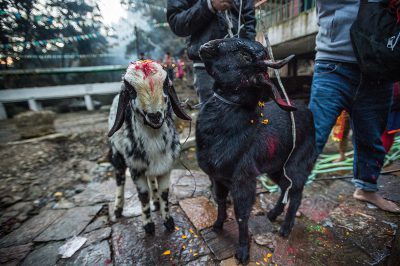 Is Animal Sacrifice Banned in India? - GenV