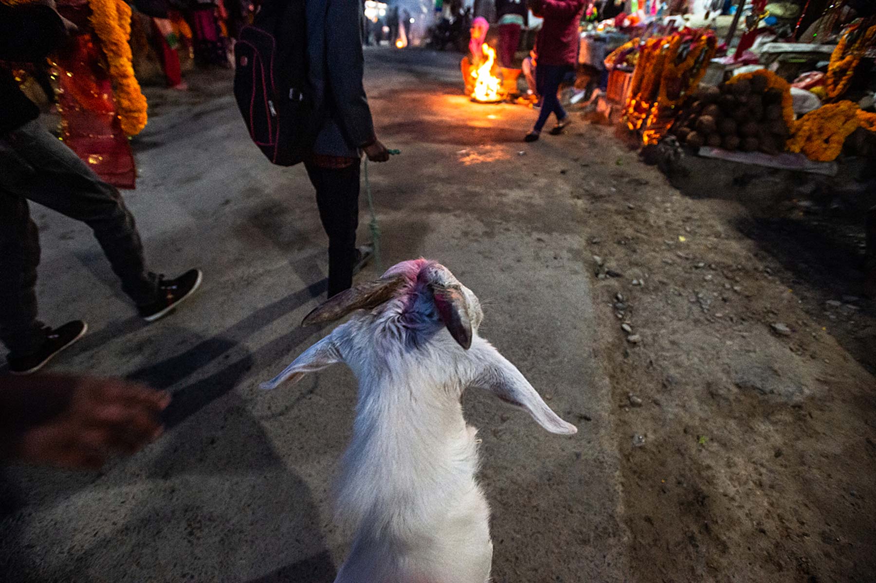 A goat on a road leading to the temple