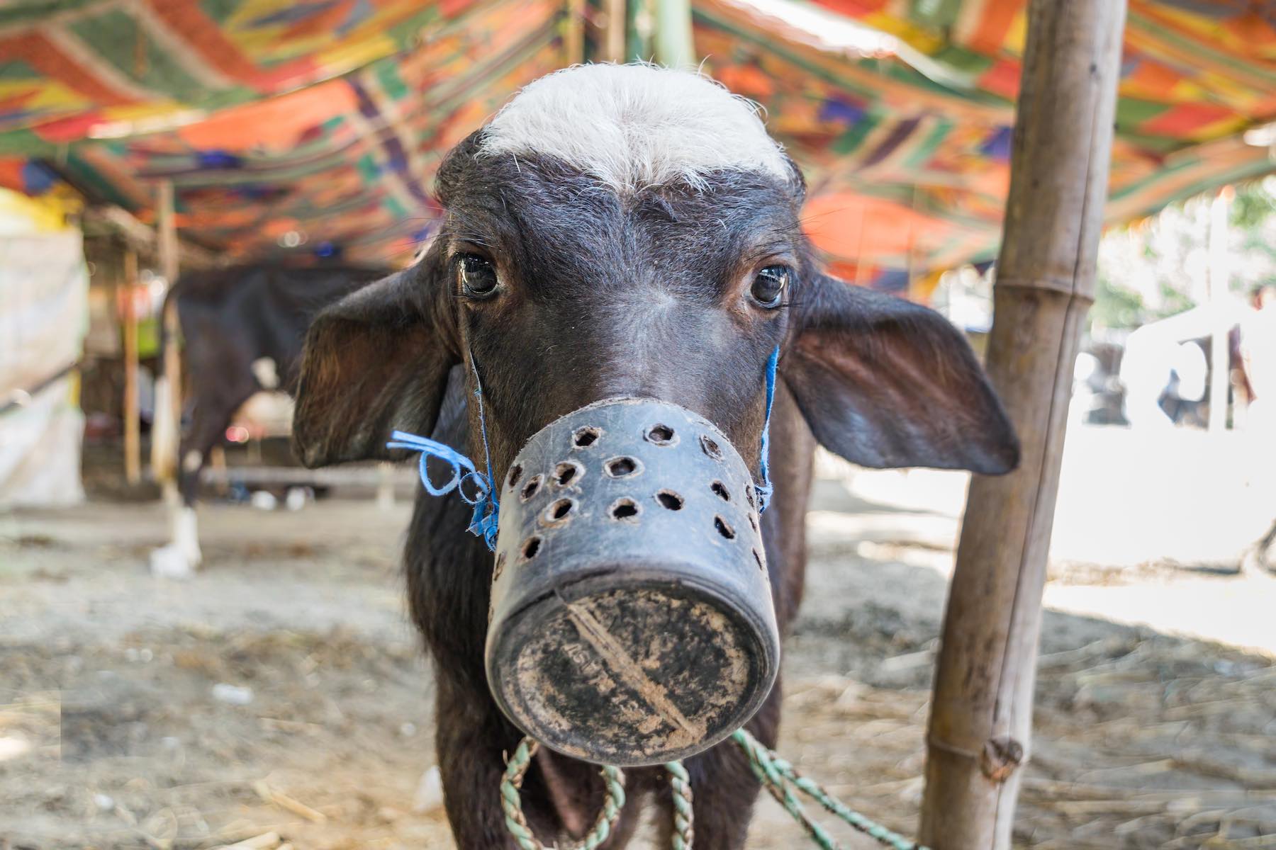 Photo of small baby Indian buffalo calf with mouthblock on to prevent calf suckling their mother's milk at Sonepur cattle fair in Bihar, India