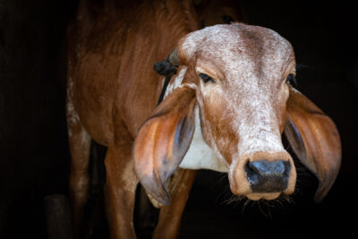Photos of brown Indian Brahman cows tied up in shed on a farm in rural Maharashtra in India