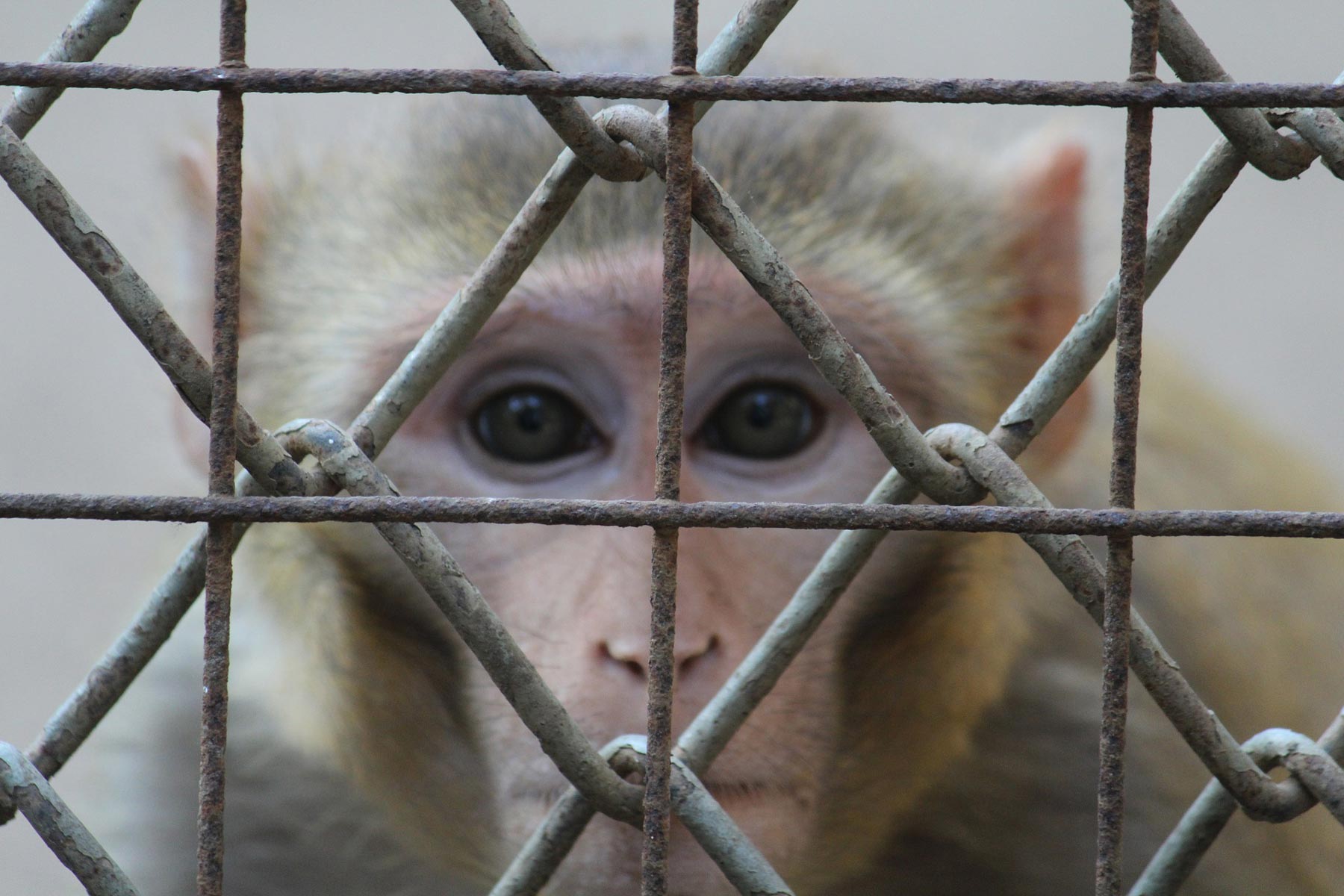 Animal Rights / Monkey in Cage