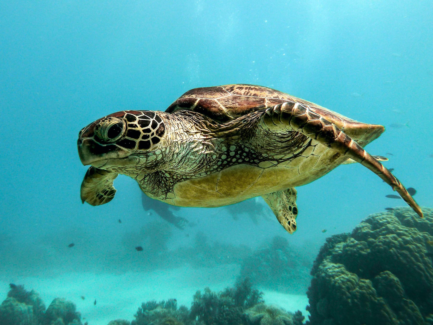 Sea Turtle