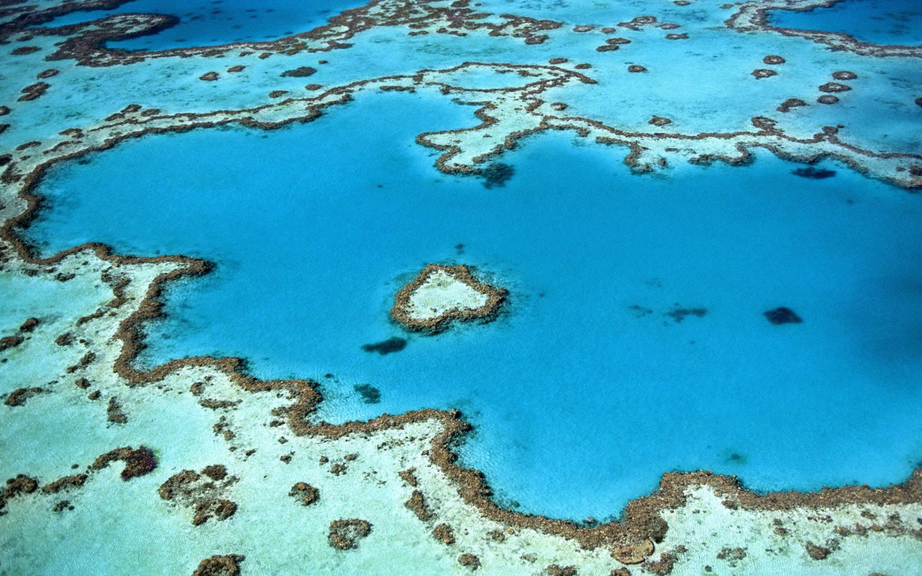 Coral reefs