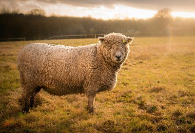 A rescued sheep called Teddy looks into the camera with the sun behind him. Teddy lives at The Smallest Flock Sheep Sanctuary in Somerset