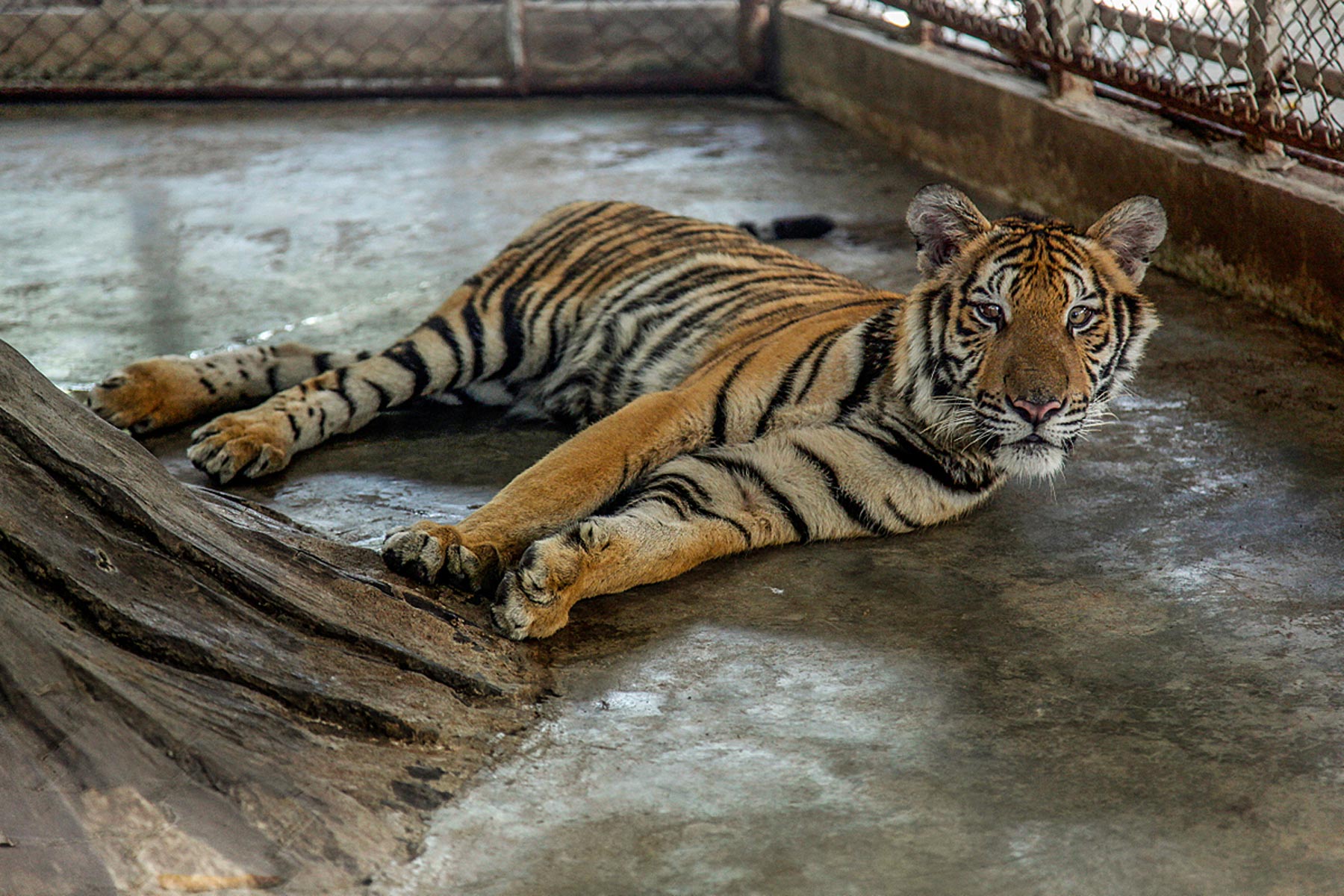 An Indochinese tiger at the Sriracha Tiger Zoo, Sriracha, Thailand. COVID 19 caused the collapse of tourism in Thailand in 2020 and it is yet to recover. The zoo has often been accused of trading tigers that are bred on the premisis to Chinese and Vietnamese syndicates although there has never been any successful convictions.