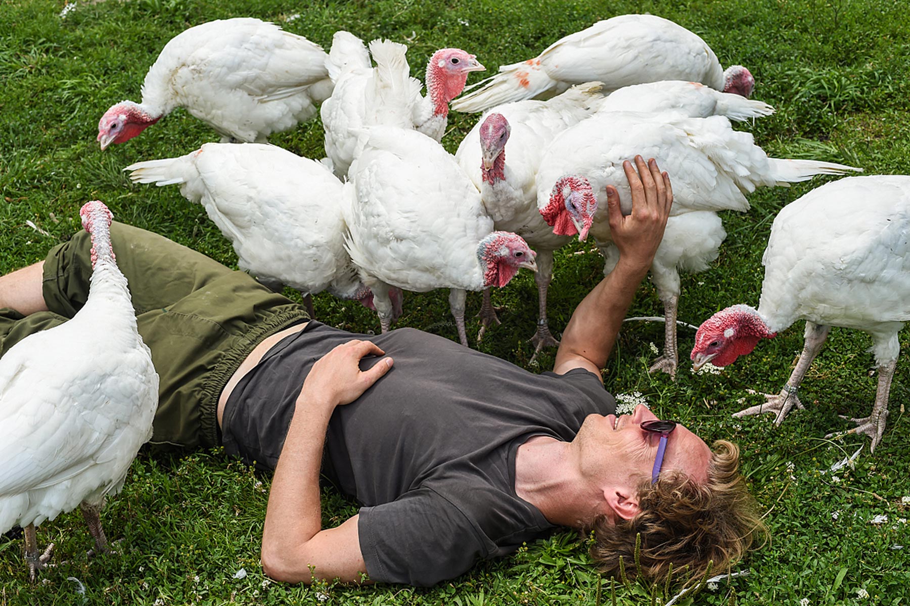 Activist Jan Sorgenfrei communes with rescued turkeys at Farm Sanctuary's New York shelter.