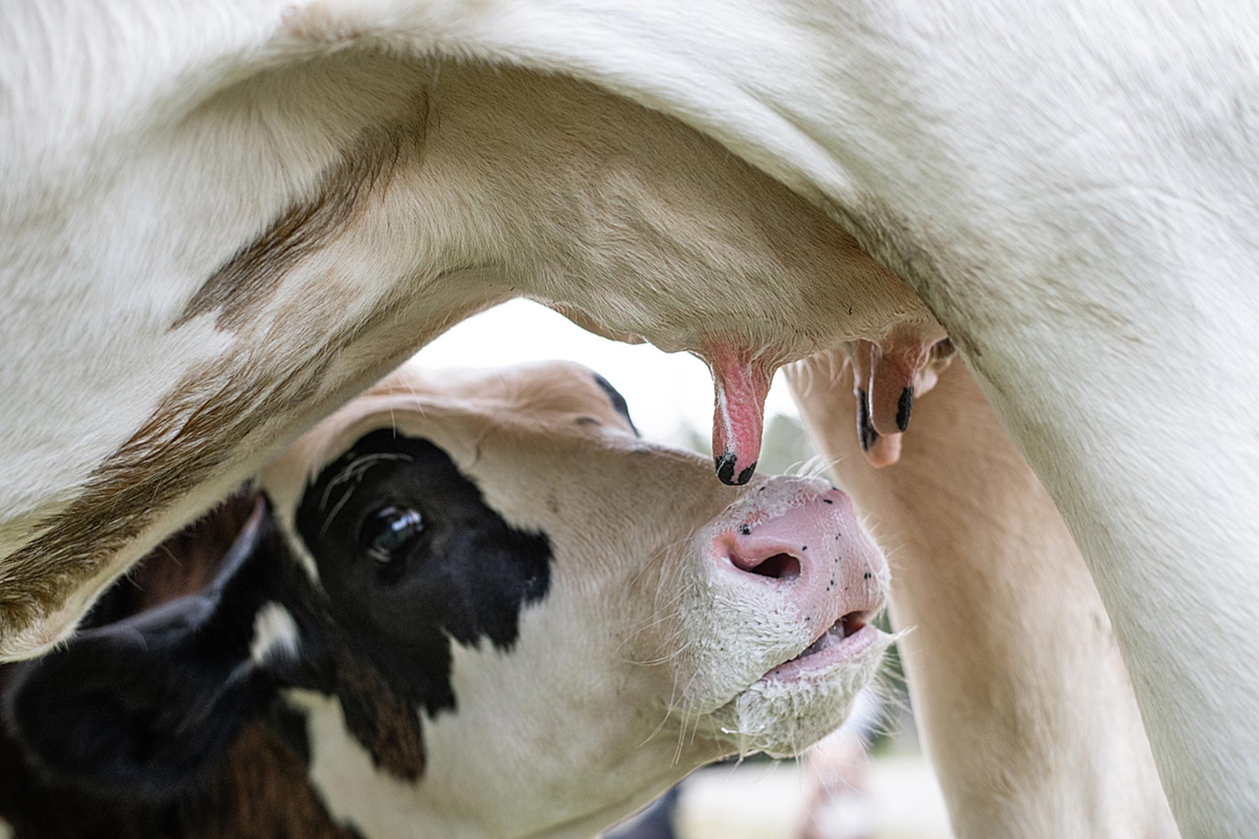 Marty nurses from his mother at SAFE sanctuary. He was born at the sanctuary after his mother was rescued from the dairy industry.