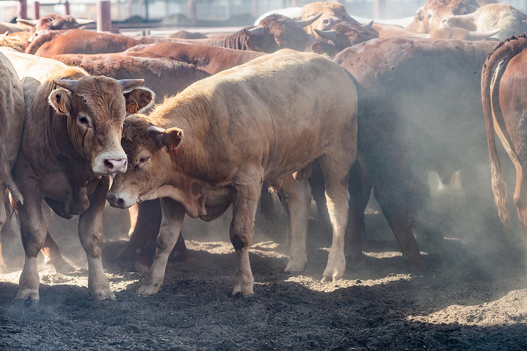 Cows at a feedlot.