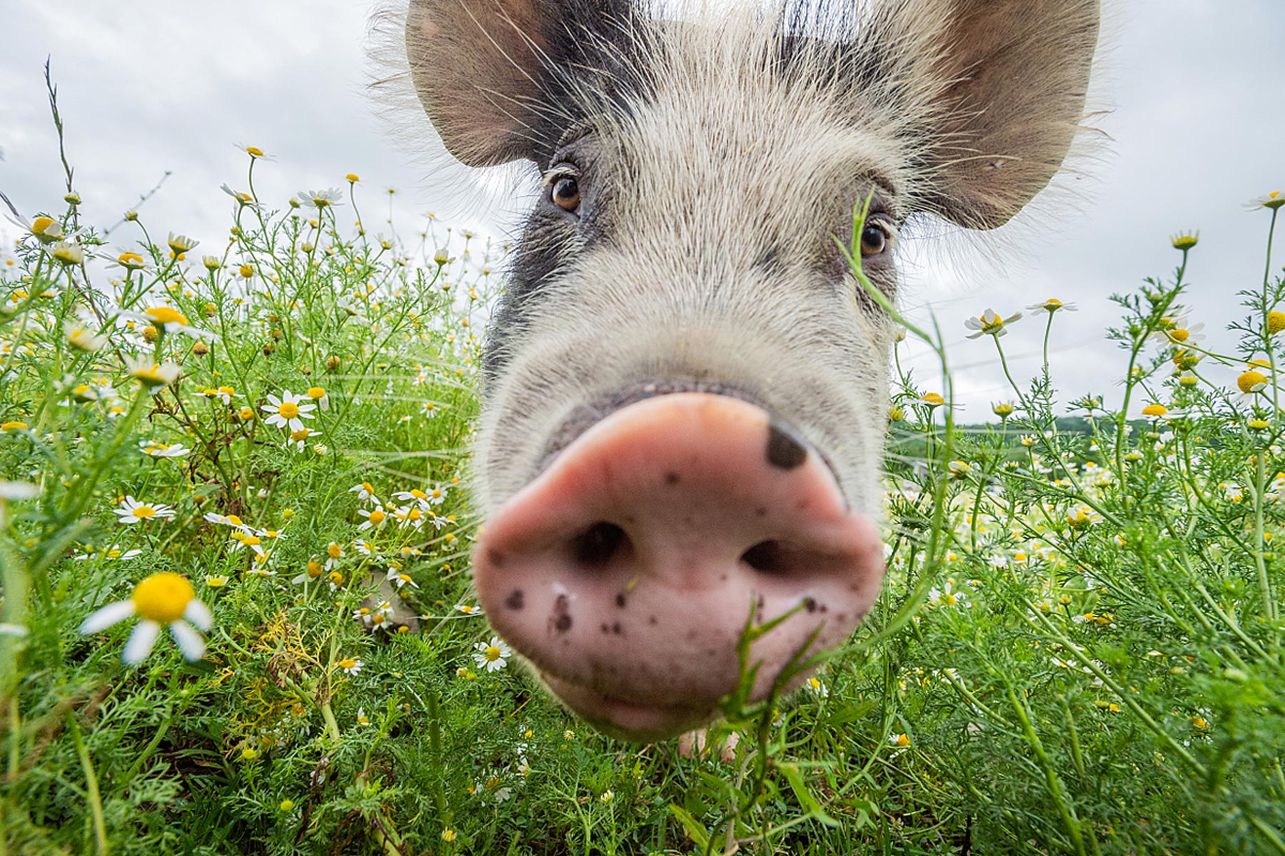 A rescued pig in pastures full of chamomile at Farm Sanctuary.