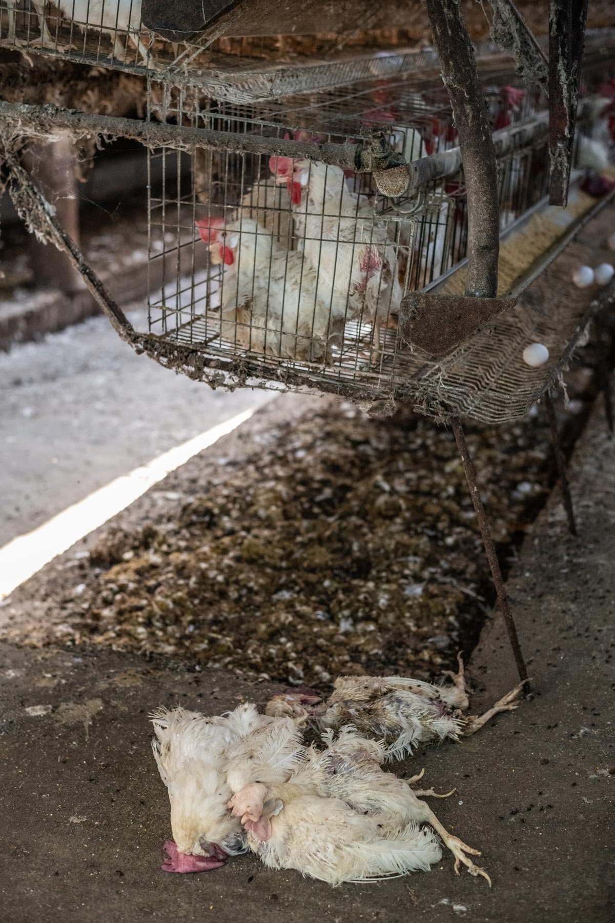 Laying Hens in a Factory Farm