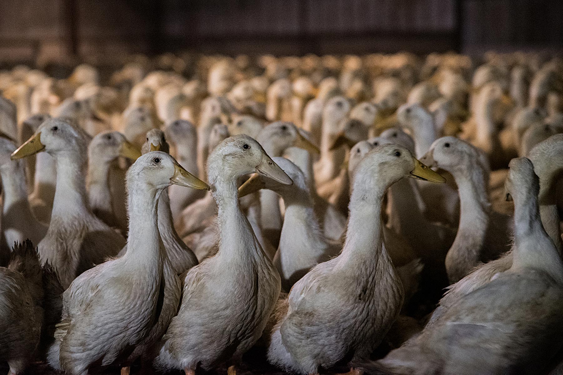 Close-up of hundreds of ducks at an Australian farm.
