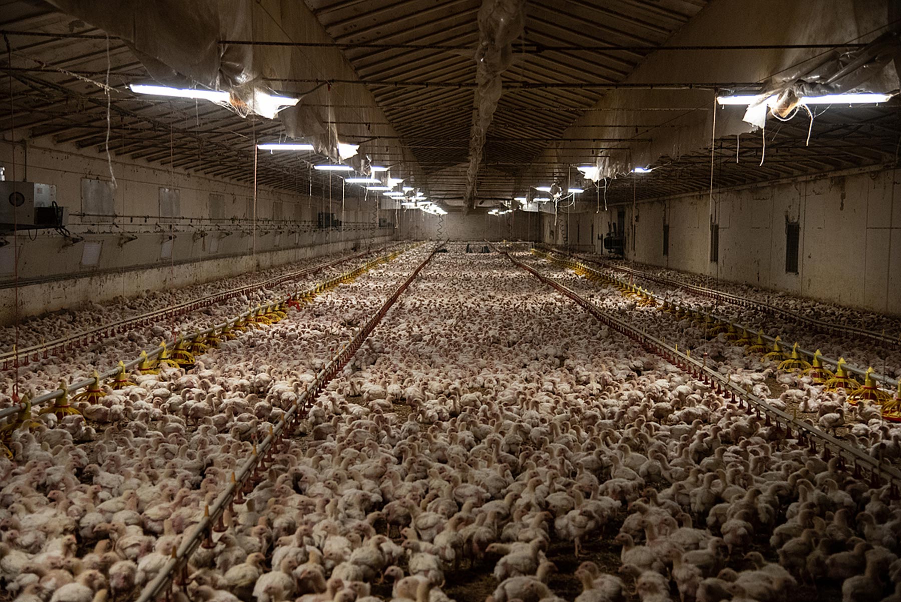 The upper floor of a chicken farm in Italy. This shed contains close to 15,000 chickens on each floor. Each shed has two or three flloors and the farm has a dozen sheds.