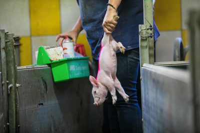 A piglet is removed from the farrowing crate and held by the leg so the worker can add a mark on her back with spray paint.