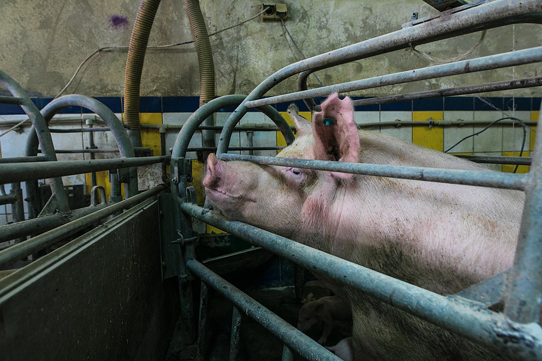 A sow looks out from the farrowing crate where she is confined with her young at a factory farm in Poland.