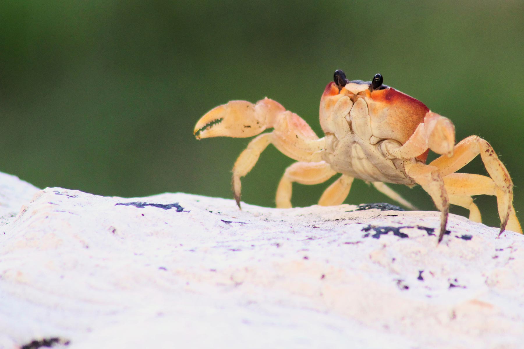 crab