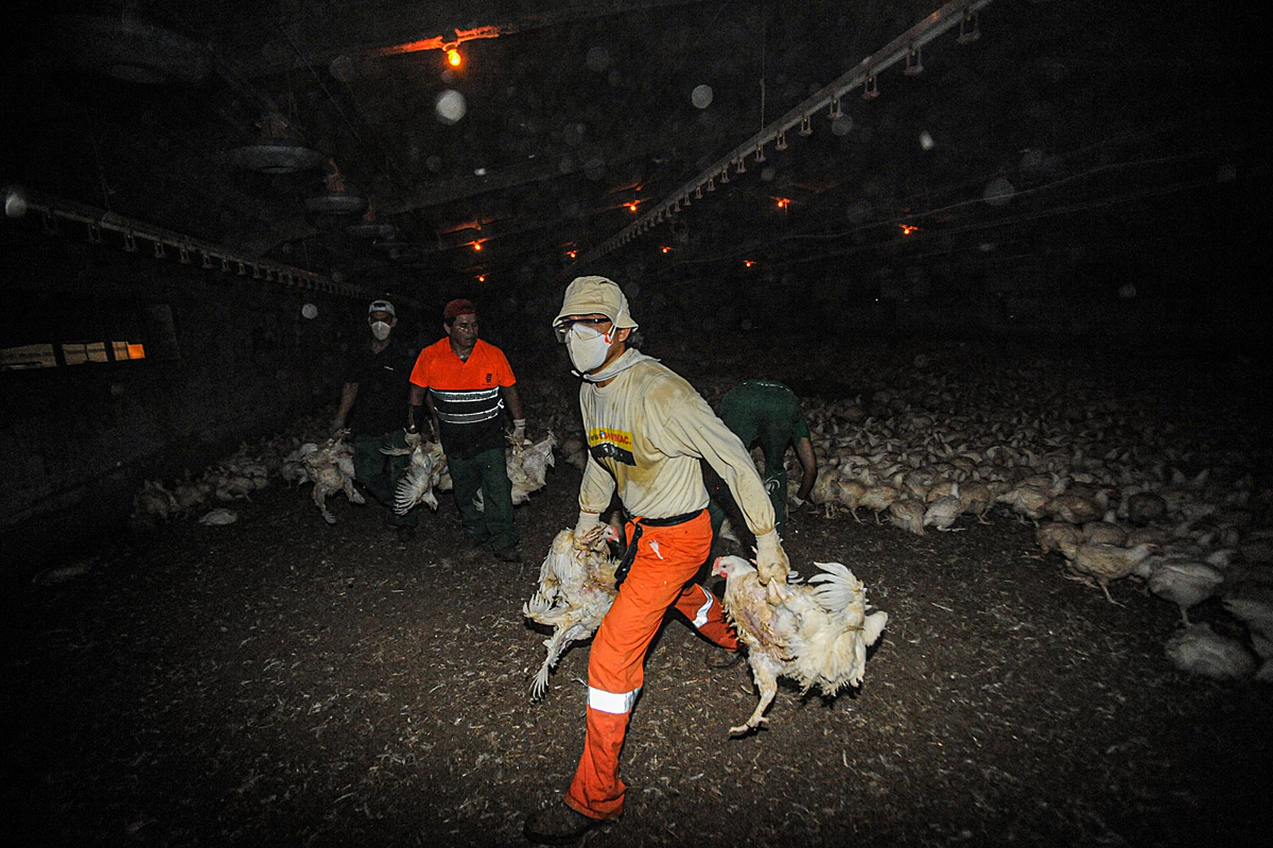 Workers round up 25,000 chickens for transport and slaughter.