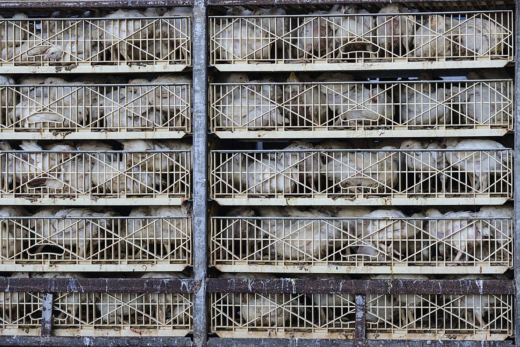 Broiler chickens awaiting slaughter.