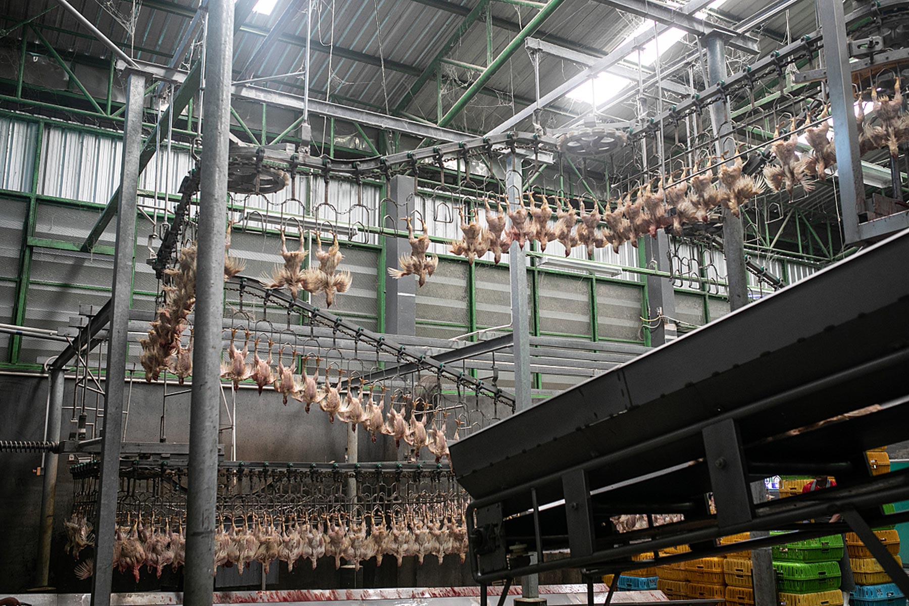 Live hens are shackled upside down to a conveyor belt that moves them through the slaughterhouse.