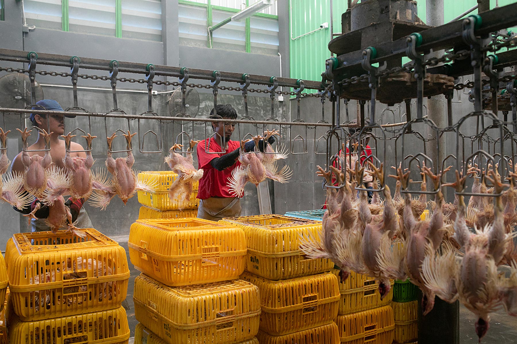 Broiler chickens arrive at the slaughterhouse in plastic containers from which workers remove them and shackle them to a conveyor belt.