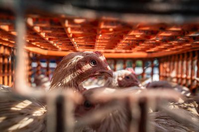 A hen seen through the slits of a plastic transport crate.