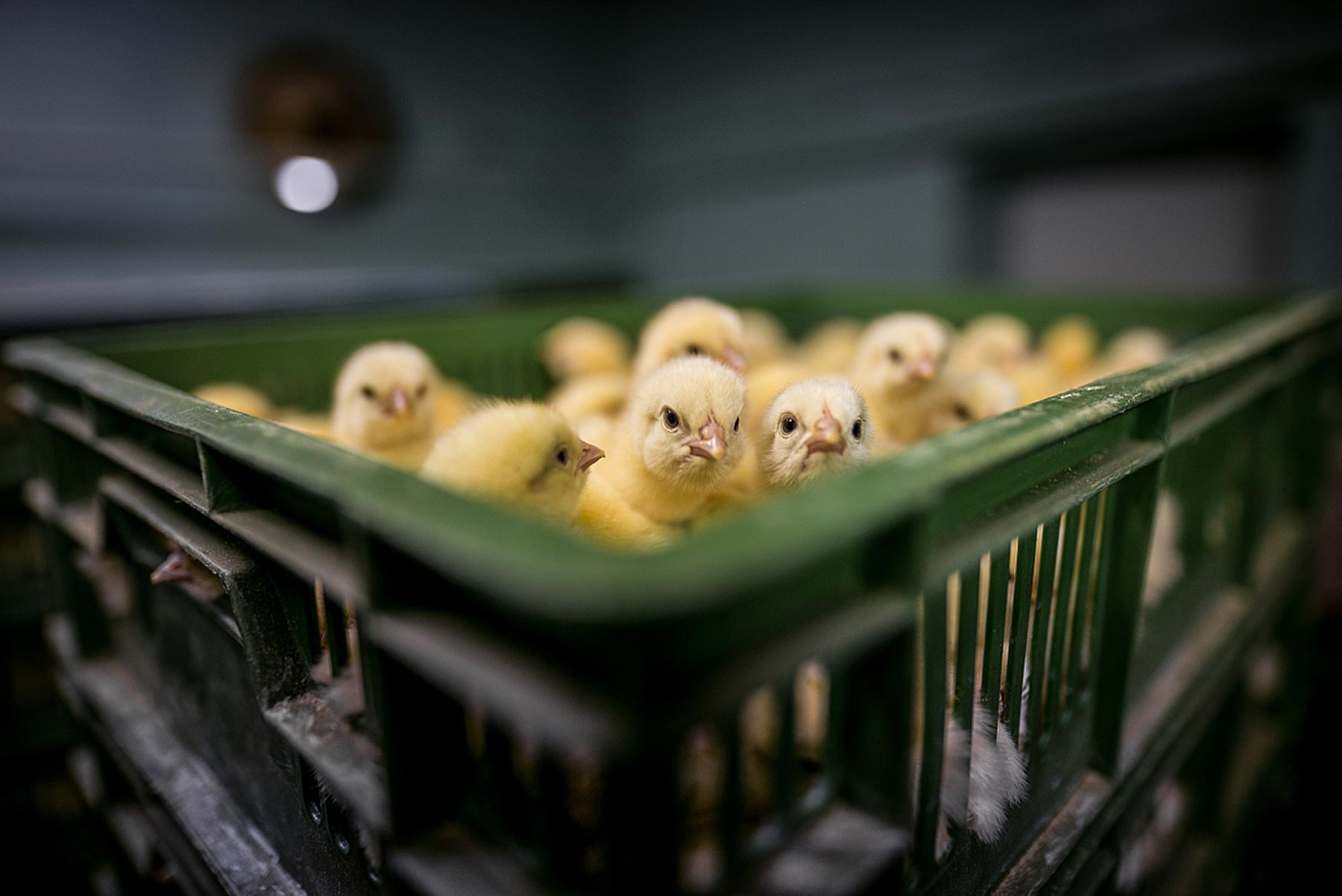 Day-old chicks are packed into crates at an industrial hatchery.