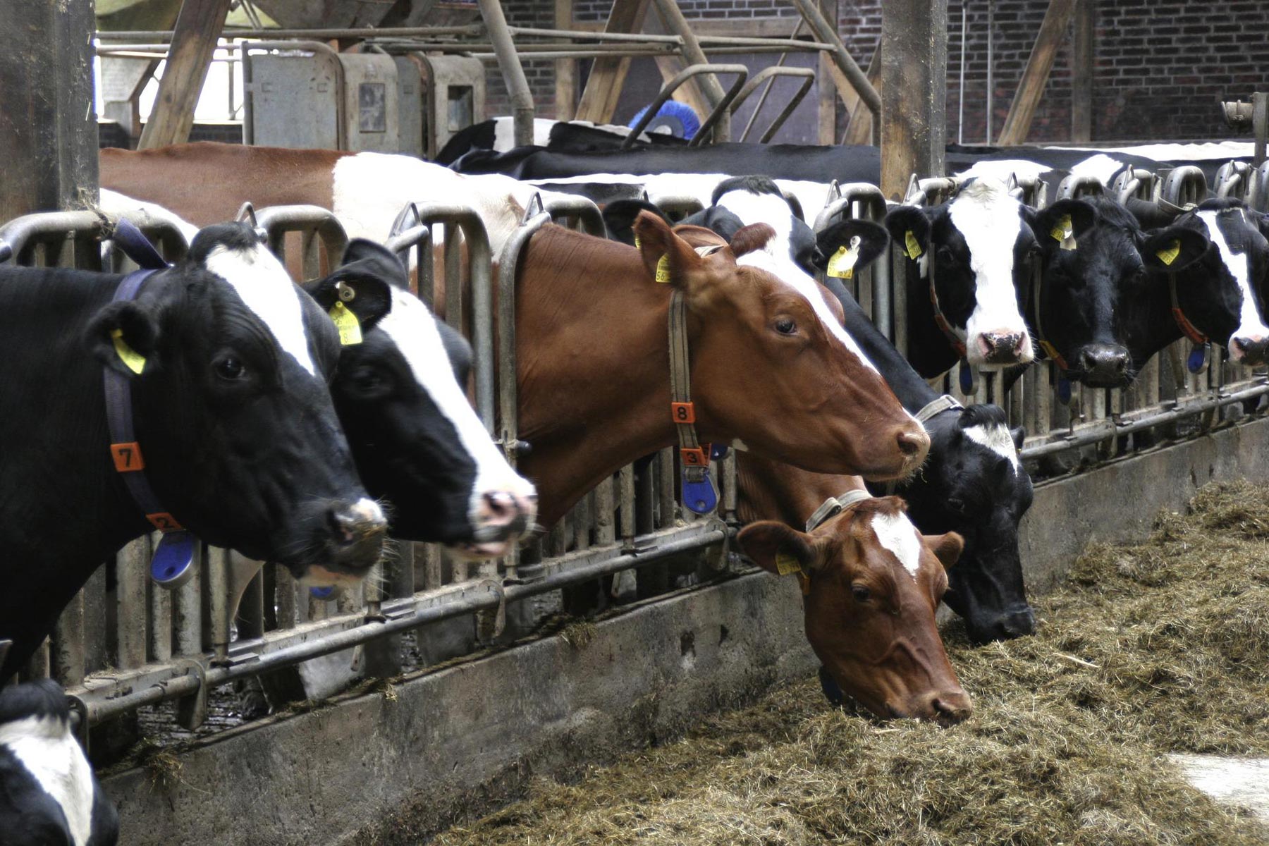 Cows and Deforestation