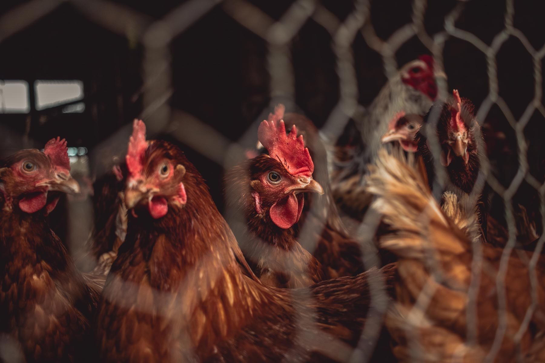 What Is Free-Range Chicken and What Does Free-Range Really Mean