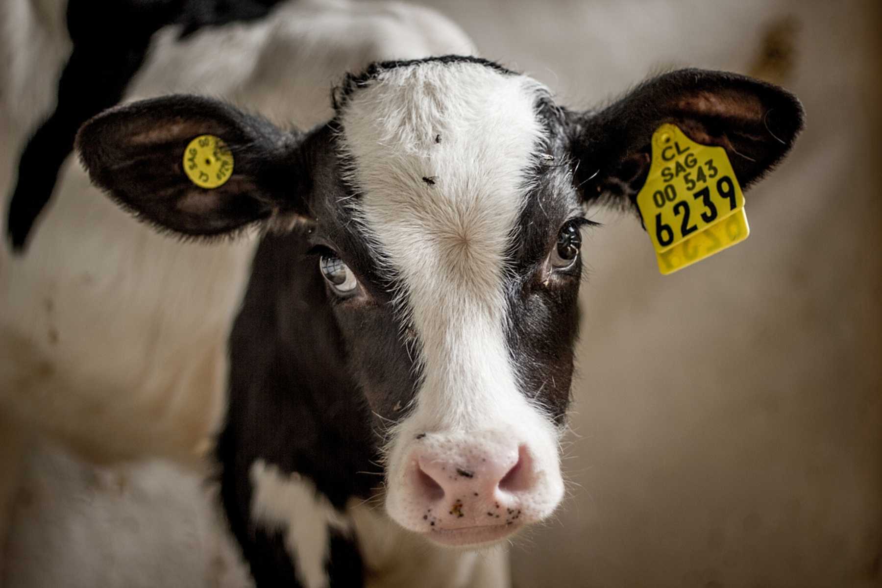A calf in a stall at a dairy farm.