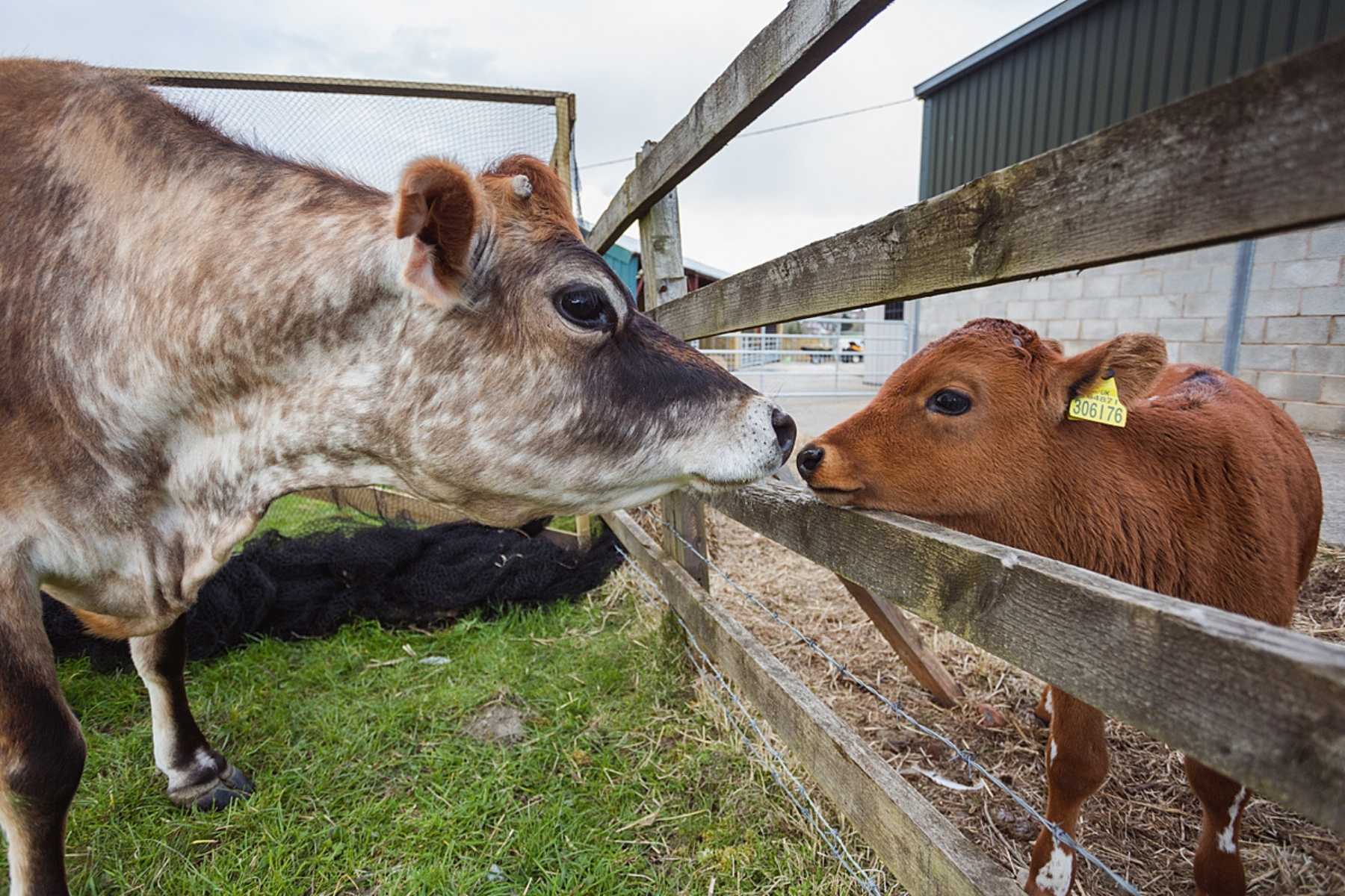 A cow curiously greets a calf at the animal sanctuary.