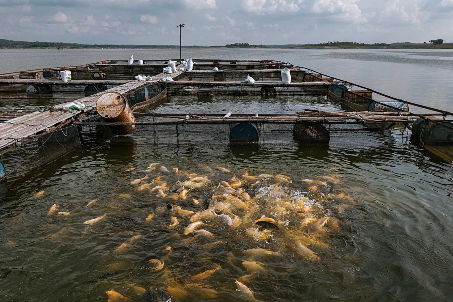 A fish farm located in a freshwater reservoir