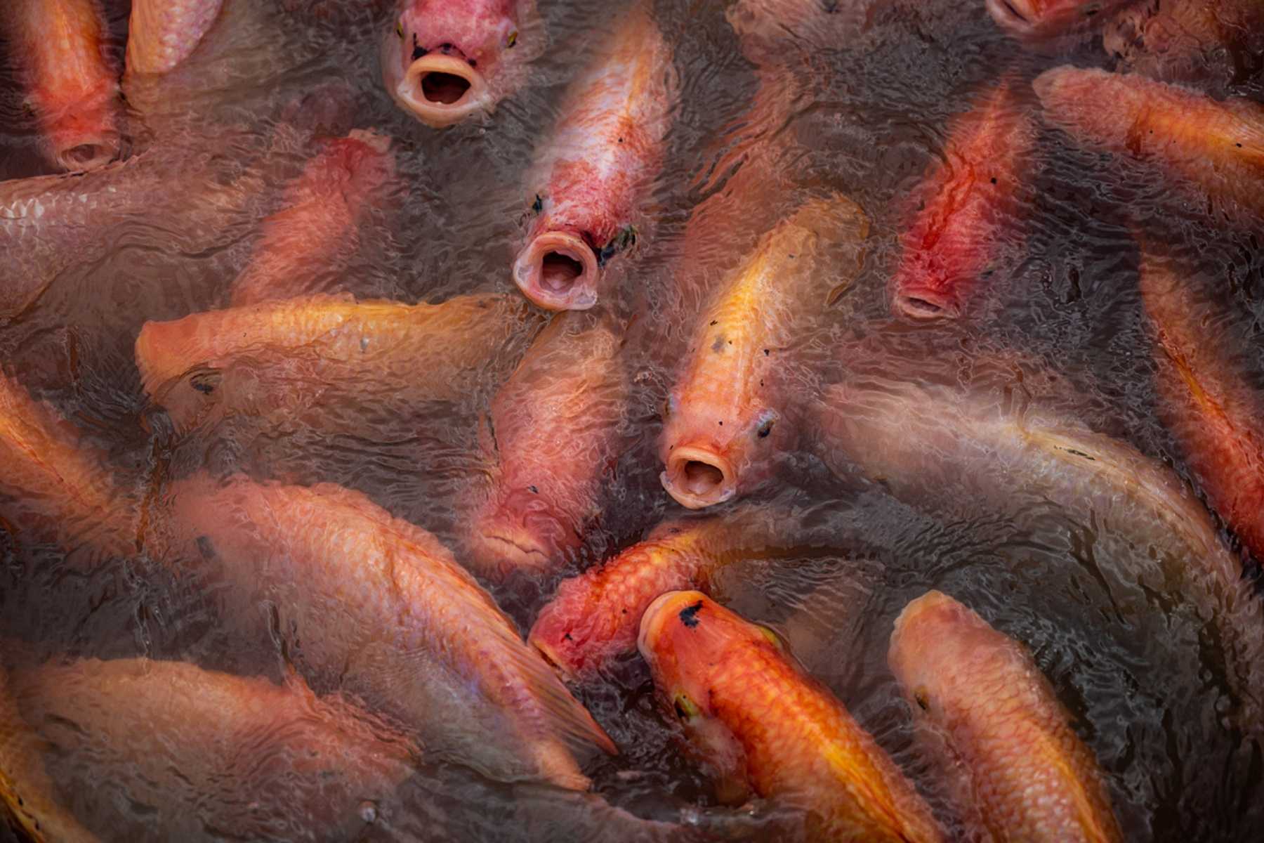 A large group of red hybrid tilapia in a fish farm.