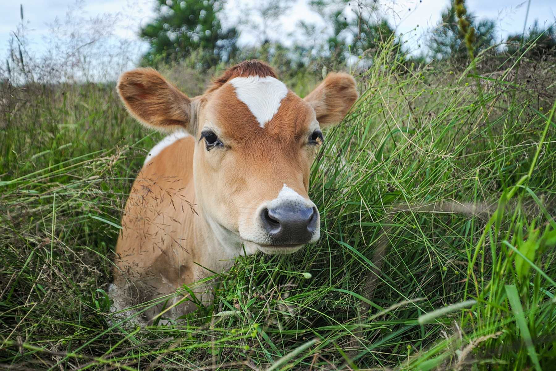 A rescued calf in the cow pasture at Farm Sanctuary.