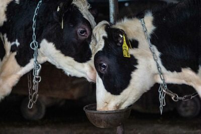 Calves chained by their necks inside a barn.