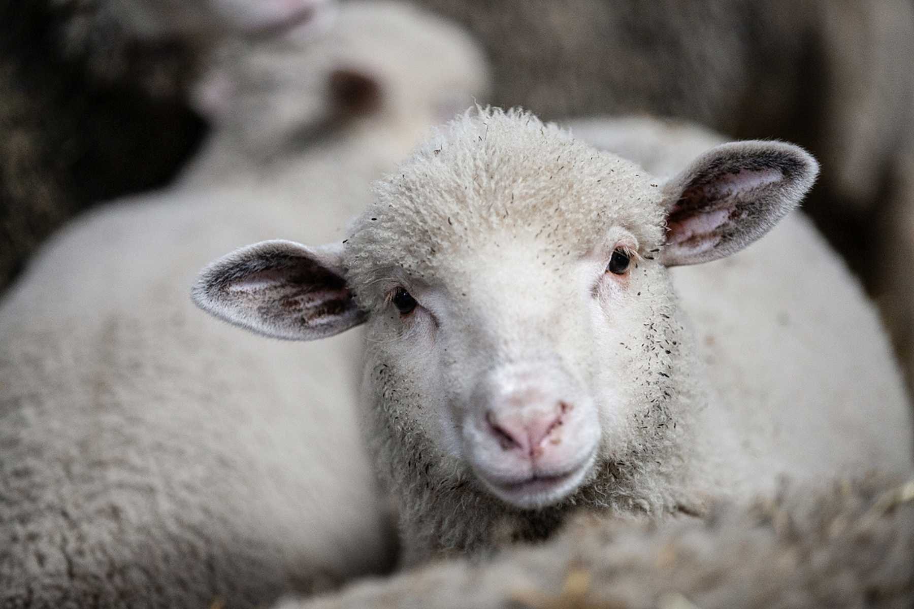 Close-up of a young lamb at a sheep farm.