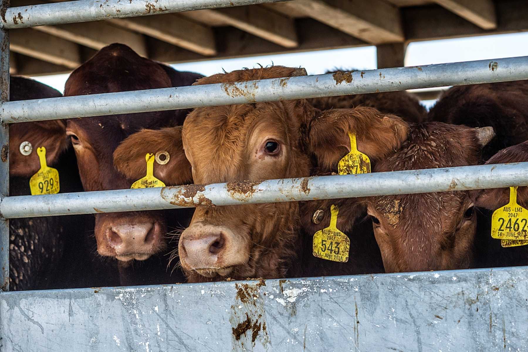 Cows look out through bars on a transport truck.