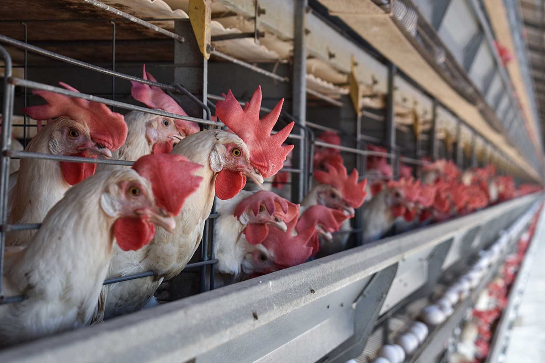 Rows of hens look out from the bars of battery cages at an egg farm.