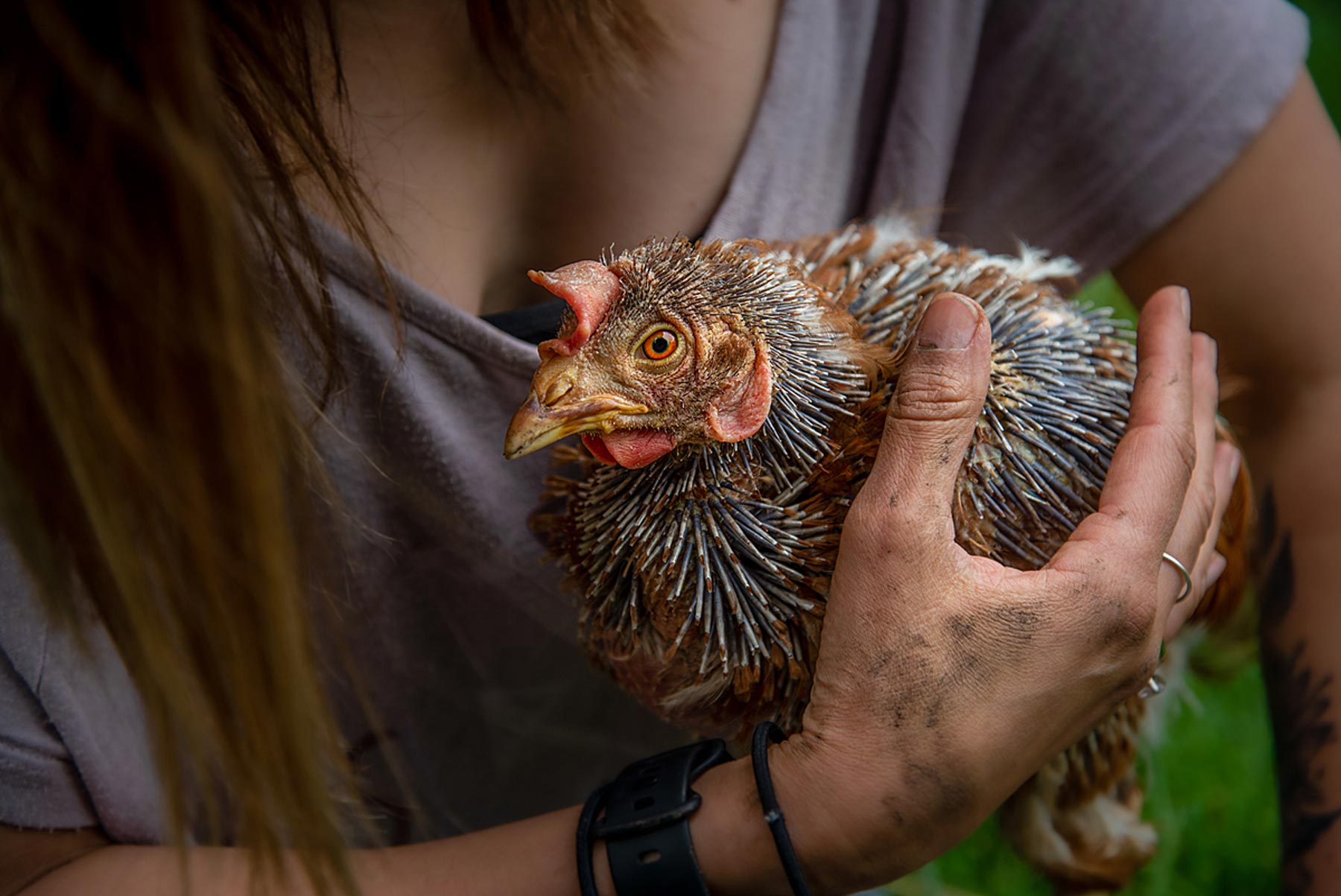 Zelda is a hen who as rescued by Pear Tree Farm.