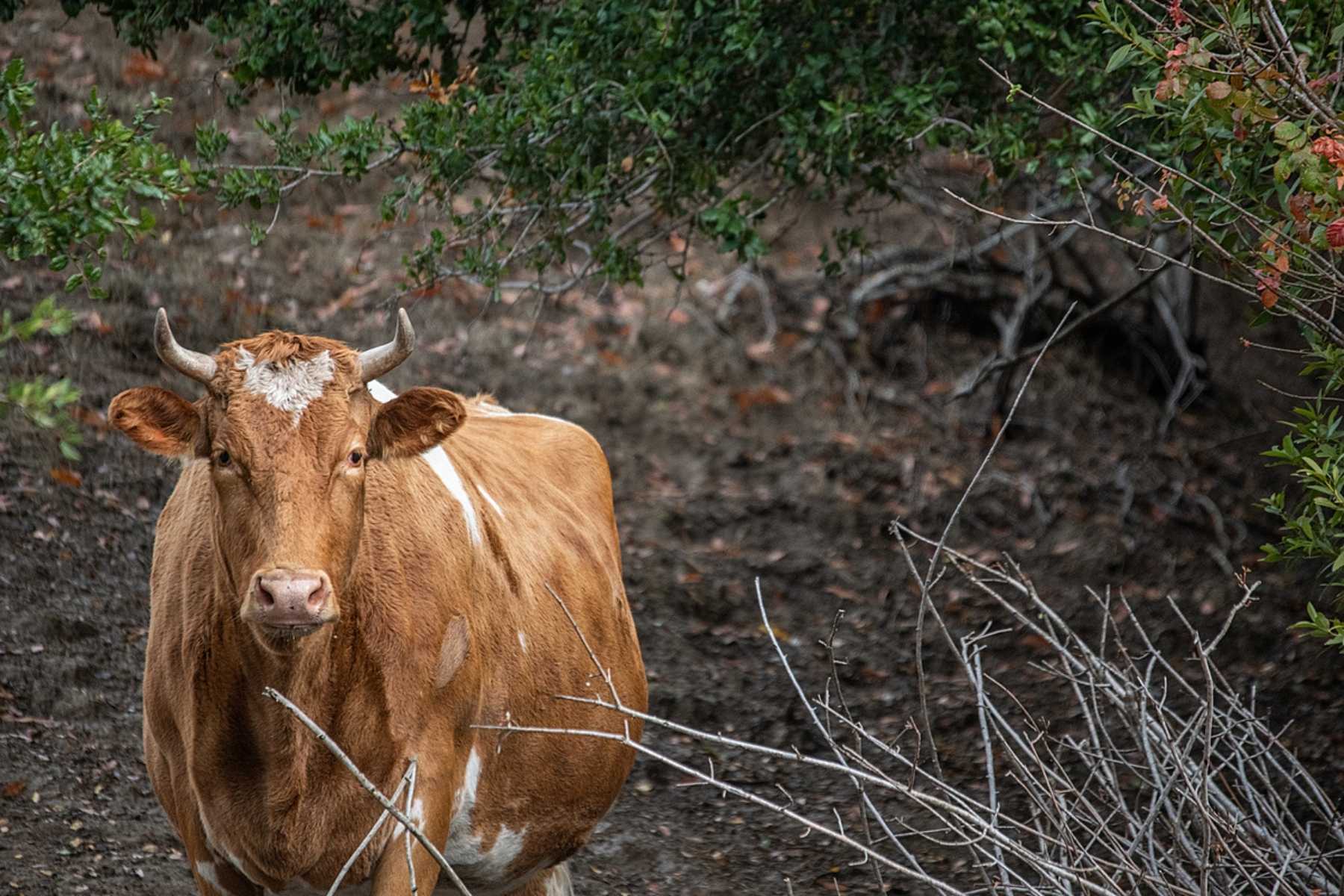 A rescued cow at Rancho Compasión farmed animal sanctuary.