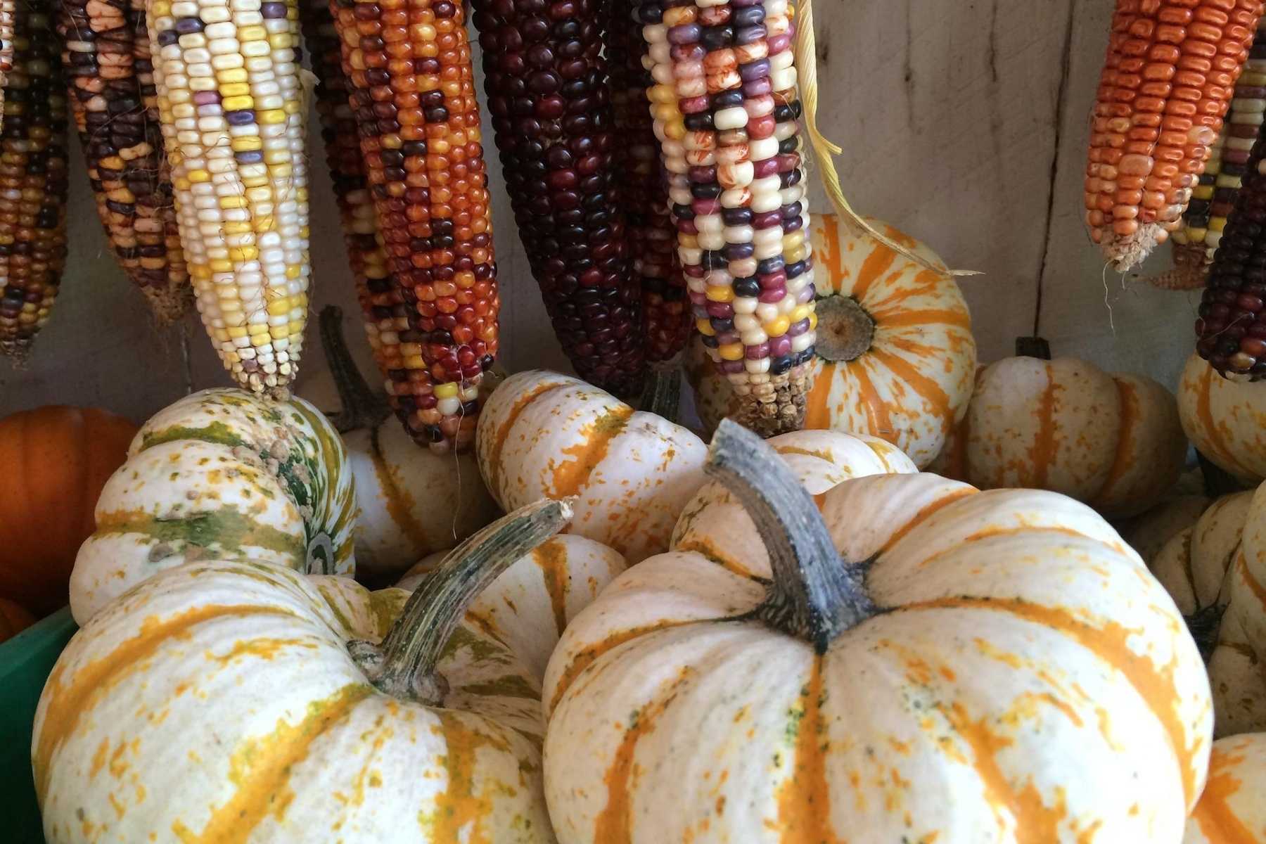 Corn and Pumpkin