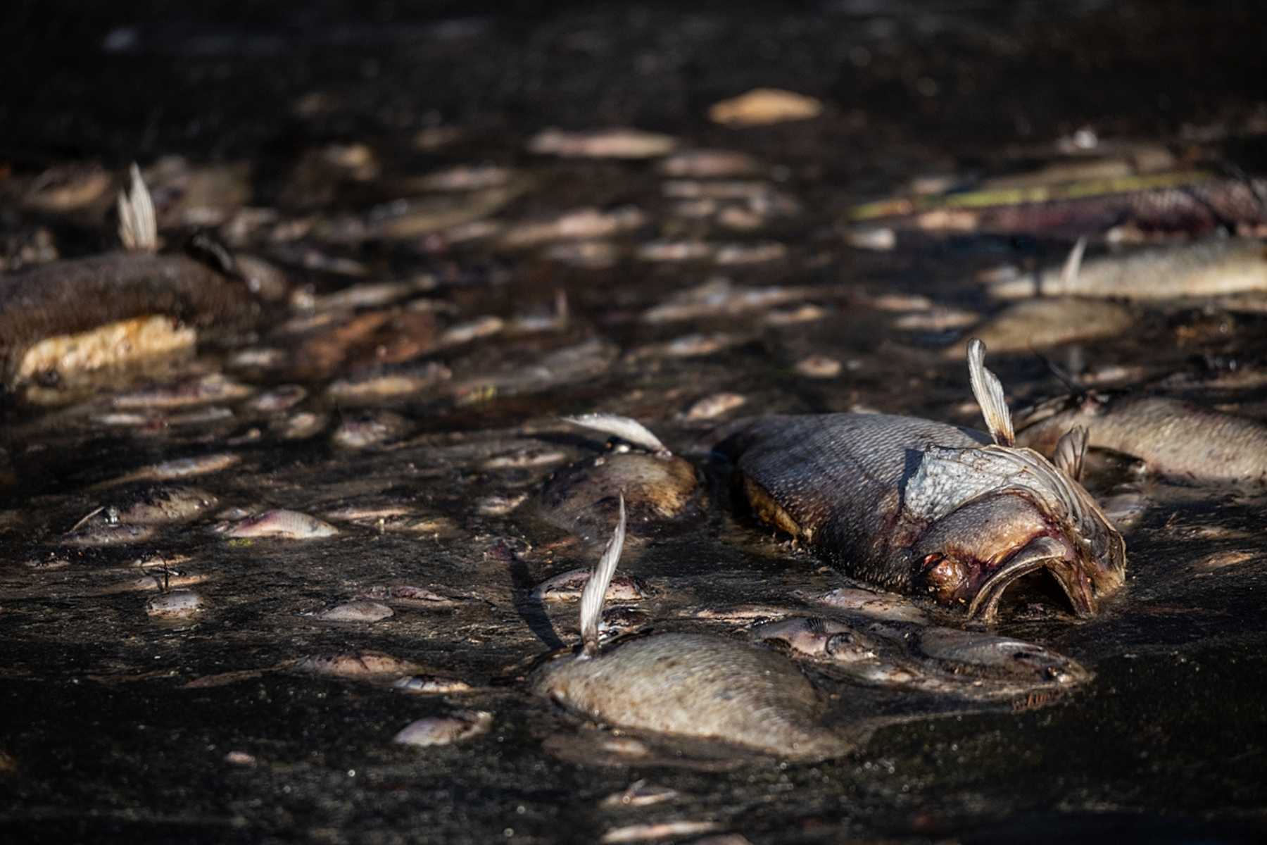 Dead fish floating in flood waters after Hurricane Florence in North Carolina.